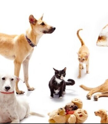 Group logo of Pet Lovers
